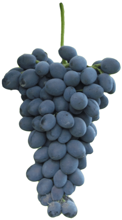 Виноград сорта молдова: характерные особенности, посадка и уход