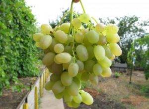 Виноград краса севера – этапы выращивания от посадки до сбора урожая +видео