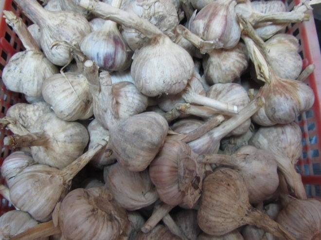 Описание сорта озимого чеснока грибовский, особенности выращивание и уход