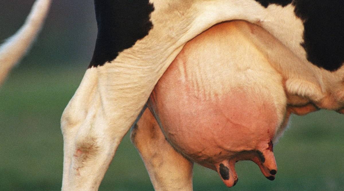 Болезни вымени у коровы