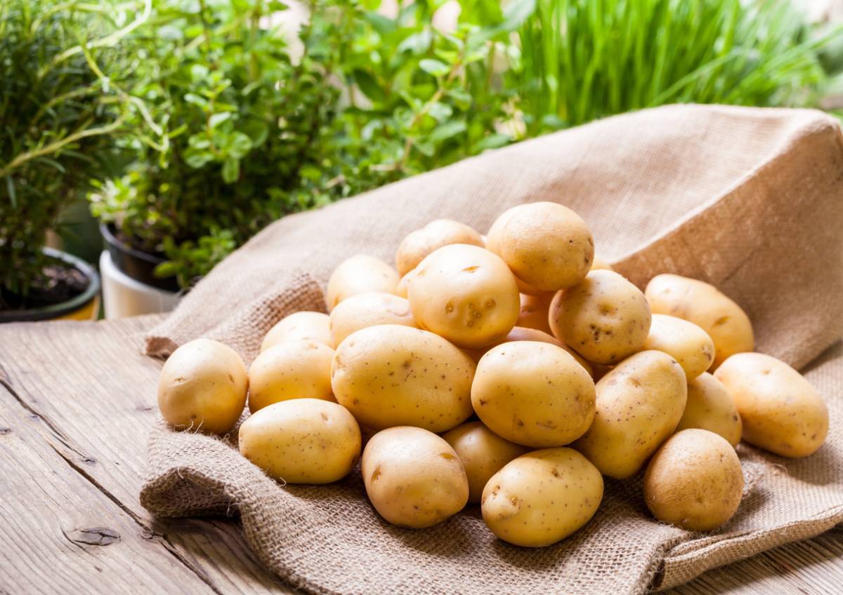Картофель для урала: обзор лучших сортов