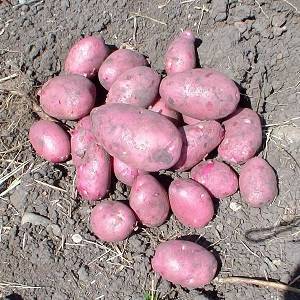 Сорт картофеля романо: описание и характеристика, отзывы