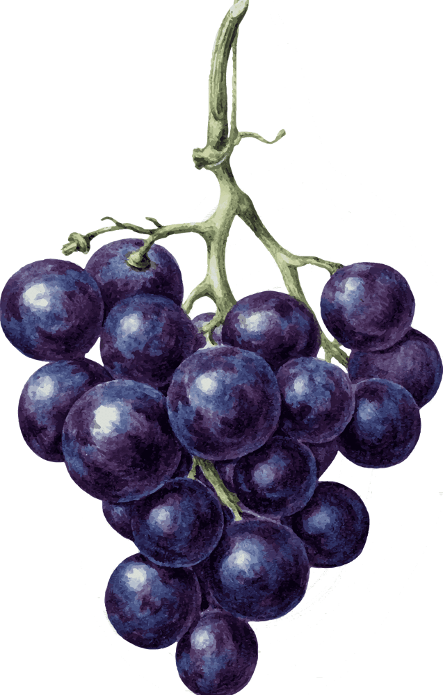 Заморский сорт альфа: снегурочка среди виноградов