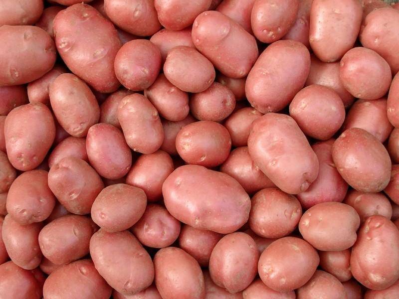 Сорт беллароза — краснокожая картошка с выдающимися качествами
