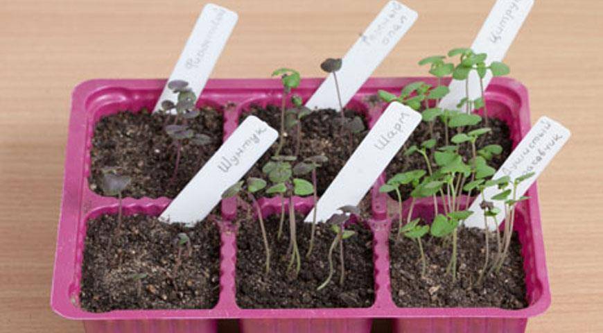 Растение базилик: выращивание из семян в открытом грунте, фото, рассада на подоконнике