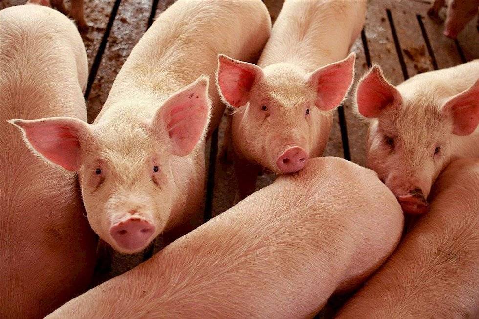 Мясной откорм свиней: корма, пищевые добавки, этапы откорма