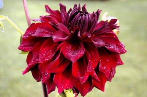 Разновидности георгины мингус: лучшие декоративные сорта цветка