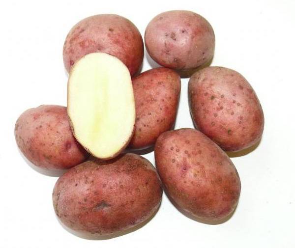 Сорт картофеля любава: описание, характеристика и отзывы, а также особенности выращивания