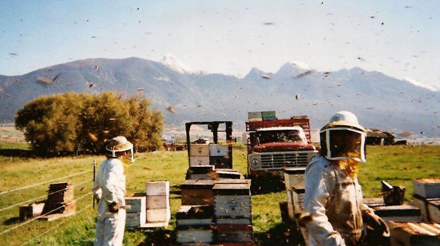 Промышленное пчеловодство в россии и других странах мира
