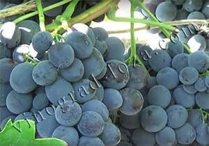 Сорт винограда «сфинкс»