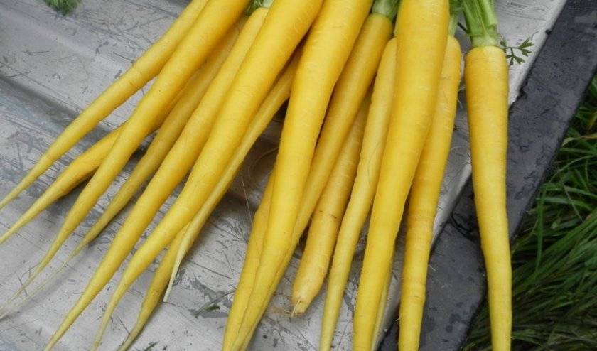 Сорта моркови для выращивания в открытом грунте с фото и описанием