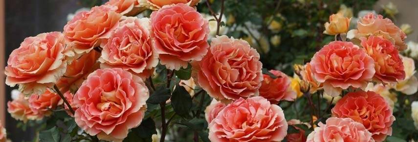 Роза флорибунда goldelse (голдэлс) — золотое сияние