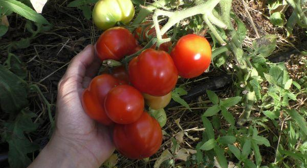 Характеристика и описание гибрида томата великосветский f1, выращивание