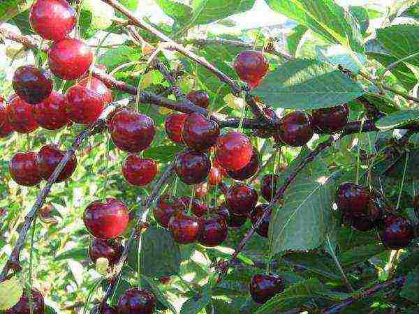 Об уральской рубиновой вишне: специфика сорта