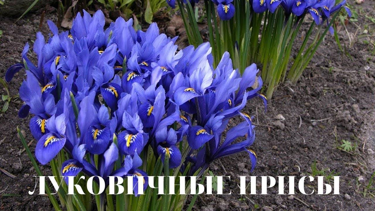 Луковичные ирисы: все о правильной посадке и уходе