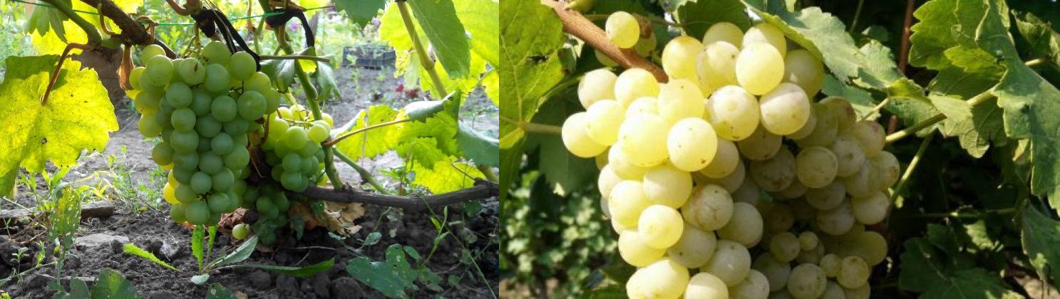 «тукай» — белый столовый сорт винограда