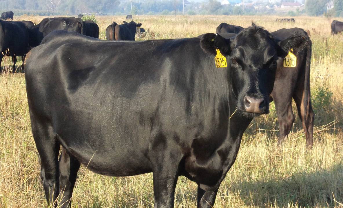 Кахахская белоголовая порода коров