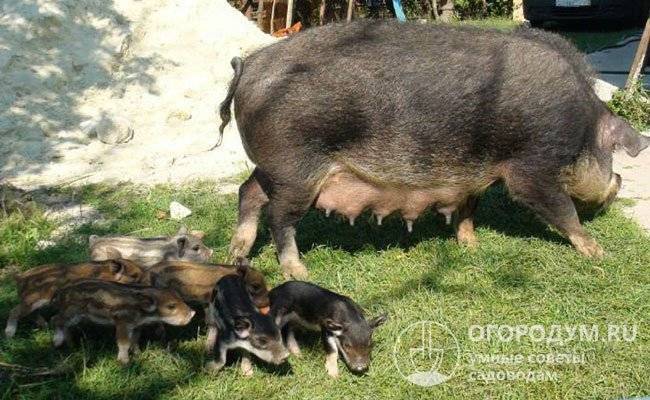 Кармалы – порода свиней или нет, достоверно о гибриде 2020