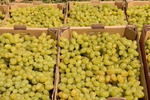 Описание сорта винограда долгожданный
