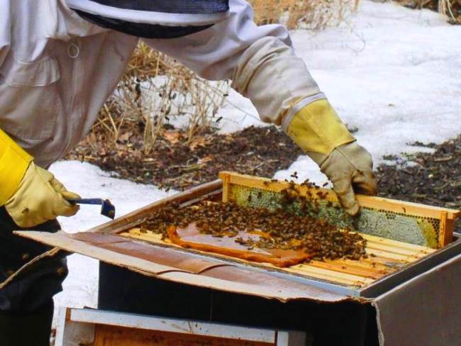 Кормление пчел медом в зимний период
