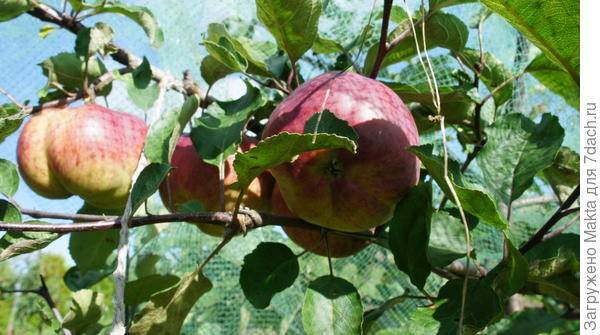 Яблоня «медуница»: описание сорта, фото и отзывы