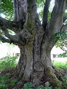 Дерево бук фото и описание где растет