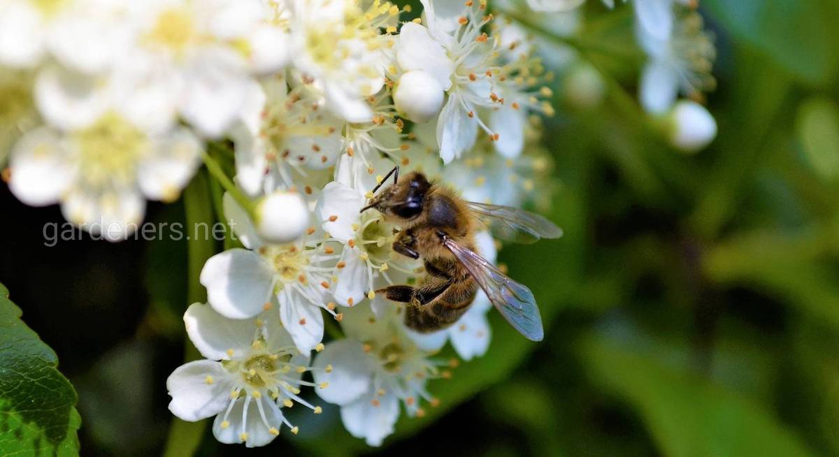 Пчелы бакфаст — особенности и основные характеристики