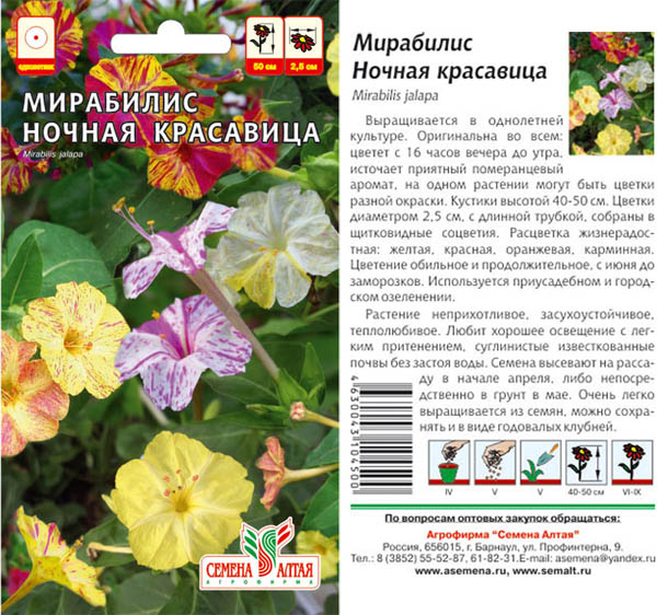 Мирабилис: описание растения и особенности