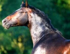 Как содержать лошадь голштинской породы?