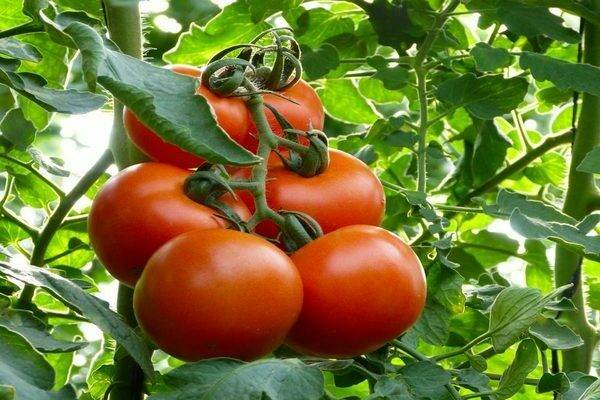 Ранние сорта томатов: махитос и аттия f1, государь и другие; их описание и достоинства