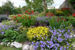 Высокие садовые цветы: разновидности и описание