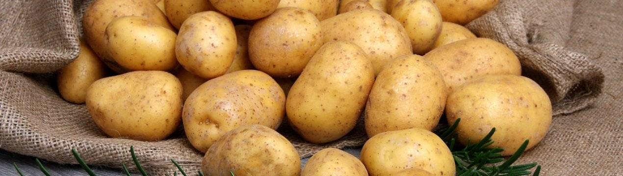 Картофель барин: характеристика сорта, отзывы