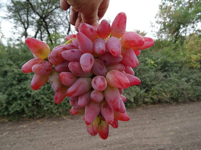 Виноград дубовский розовый: урожайность, вкус ягод, параметры куста