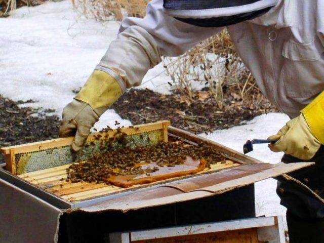 Подкормка пчел в зиму: когда и чем кормить, закормка сахарным сиропом