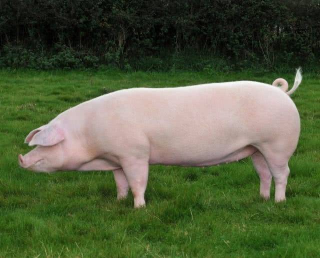 Характеристика свиней породы ландрас