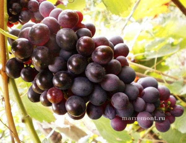 Два сорта винограда и одно название — «райский», описание и фото