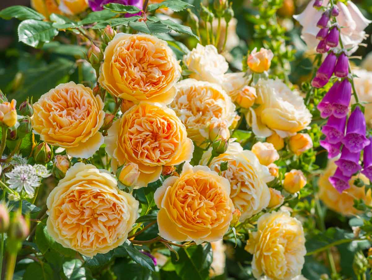 О сортах английских роз дэвида остина - описание самых хороших и ароматных