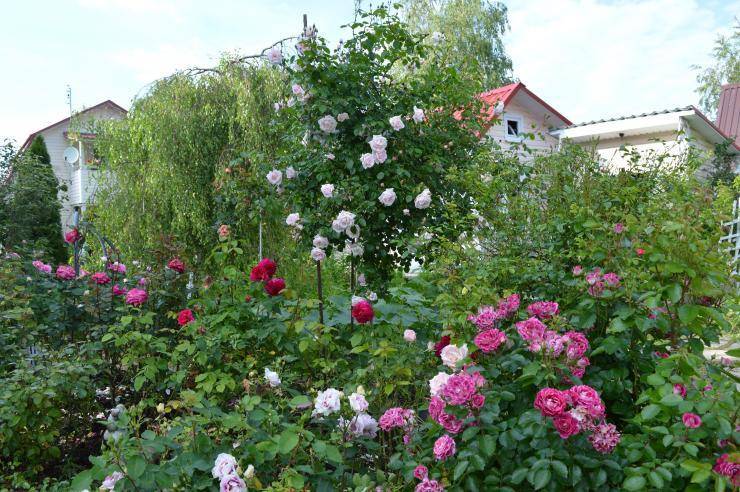 Розы весной: обрезка, подкормка. розы в открытом грунте: 9 дел в апреле-мае