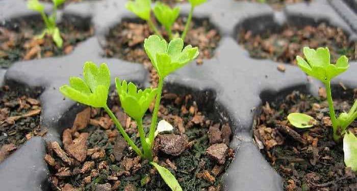 Сельдерей корневой: выращивание и уход