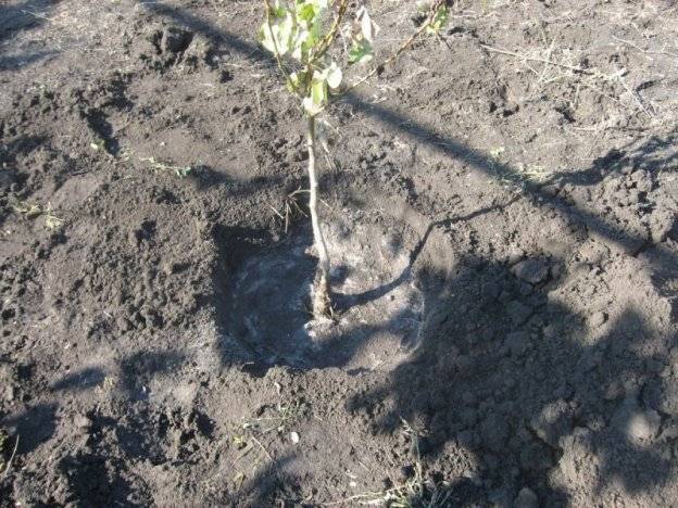 Как правильно посадить грушу осенью: пошаговое руководство, когда сажать, в ленинградской области, на урале, в сибири