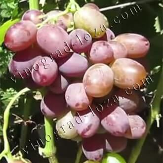 Алекса — описание сорта винограда и особенности выращивания