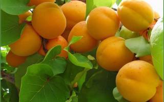 Лучшие сорта абрикосов для подмосковья: название, описание, отзывы