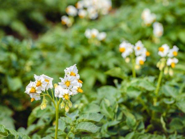 Картофель лабадия: характеристика сорта, выращивание и ухода за посадками