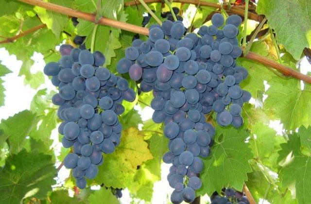Черный виноград молдова: описание сорта, его особенности и фото
