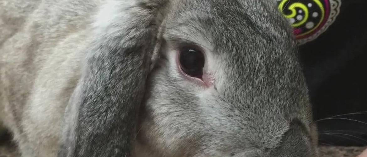 Что делать, если у кролика гноятся глаза