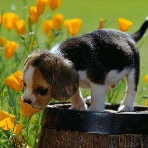 Кошку укусила пчела или оса. что делать?