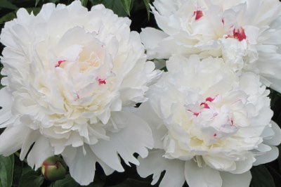 Лучшие сорта травянистых белых пионов: бело-розовые, махровые, с красными штрихами