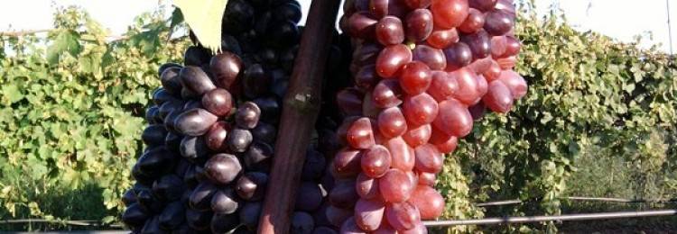 Виноград юпитер: описание сорта, фото