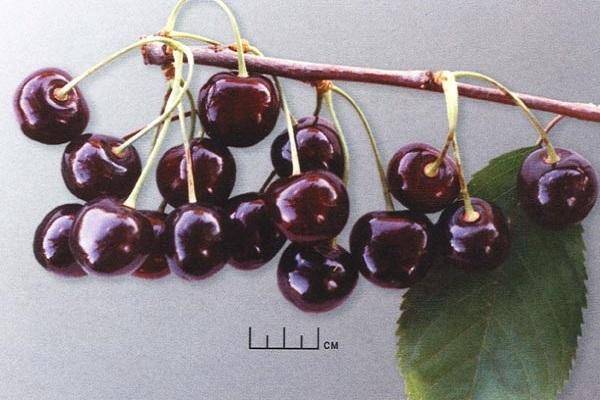 Черешня троснянская — описание сорта, фото, отзывы садоводов