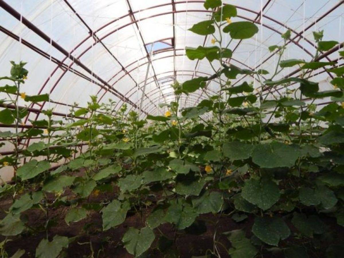 Выращивание огурцов в теплице – советы специалистов для высокого урожая